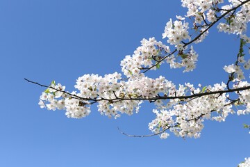 Stunning shot of a cherry blossom tree in full bloom in Latvia