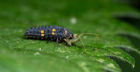 Ladybug larva on a green leaf