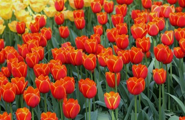 Close up shot of red tulips in the Keukenhof Botanical Garden