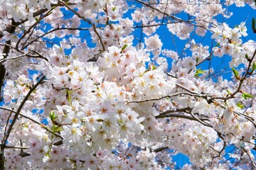 Close-up shot of cherry blossoms on a tree branch in full bloom