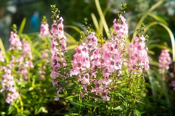 Field of Angelonia plants and green grass stretching out