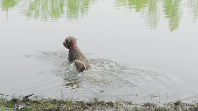 Slow-motion footage of an Adorable Lagotto Romagnolo Italian water dog (truffle dog) swimming and catching a stick in the lake 