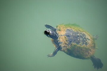 Closeup of a turtle swimming in a tranquil pond
