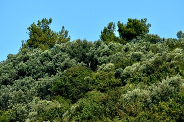 Bottom view of olive and pine trees on a hill against blue sky in summer, Turkey