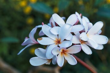 Vibrant and colorful display of frangipani featuring pink and white blossoms with yellow accents