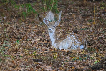 Scenic landscape featuring a fallow deer resting in a wooded are