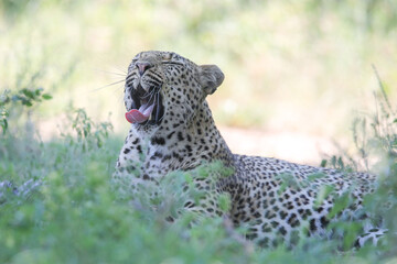 Leopard waking up with a yawn