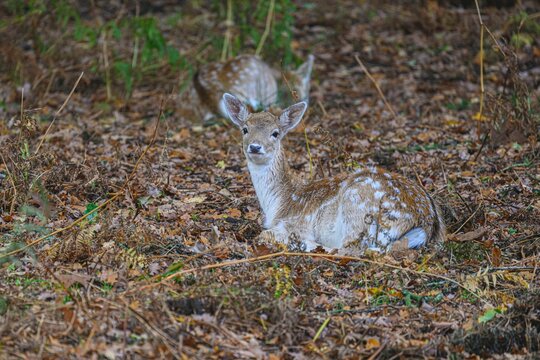 Scenic landscape featuring a fallow deer resting in a wooded are
