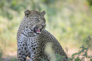 Leopard growling with bared teeth