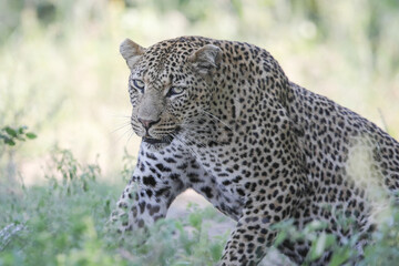 Leopard waking up from a nap in the shade