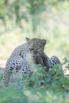 Leopard waking up with a scratch