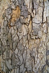 bark on a tree trunk with knots at the base of the bark