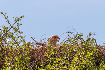 Secretary Bird nesting in a tree top and gasp in the warm weather