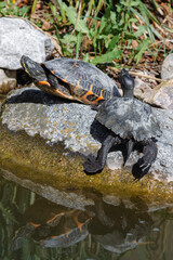 Fototapeta premium turtle on the rock