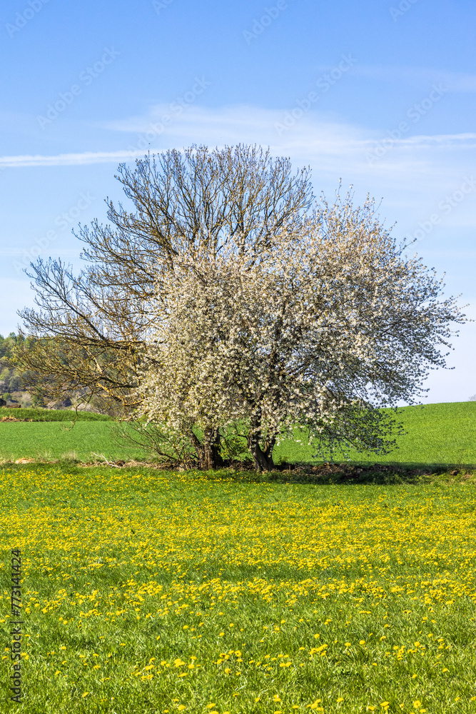 Canvas Prints Cherry blossom at spring on a meadow