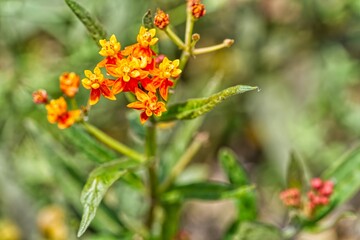 Vibrant display of  tropical milkweed (Asclepias curassavica) in bloom in a natural setting