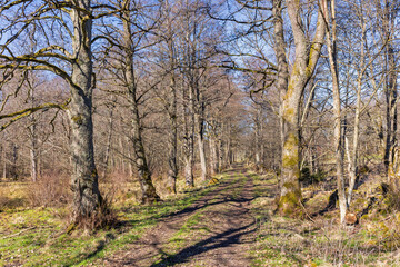 Tree lined dirt road in a deciduous forest a beautiful sunny spring day