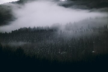 some trees on some hills and foggy sky and clouds
