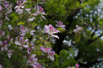 Close-up shot of Bauhinia variegata blooming in the garden at sunlight