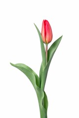 Vertical shot of a red tulip with a bud isolated on white background