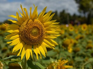 Big sunflower in a garden