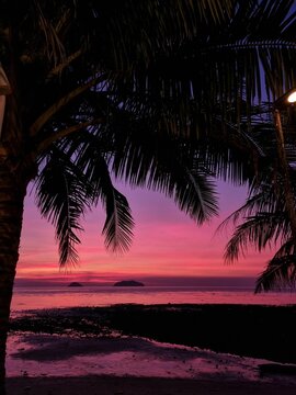 Beautiful tropical beach scene featuring a tall palm tree in the foreground and a pink sunset