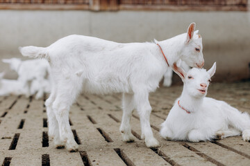 Obraz premium two goats