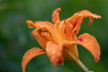 Orange lily blooms among lush green foliage in a picturesque grassy field, with water droplets on - Powered by Adobe
