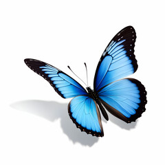 Linda borboleta Azul em voo, borboleta em pouso em voo isolada em um fundo branco 
