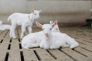 white goat on a farm