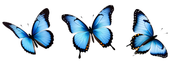 Conjunto de Lindas borboletas Monarca Azul  em voo, Mariposas Azuis em voo isolada em um fundo transparente.

