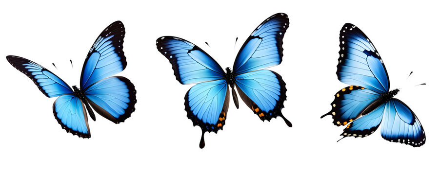 Conjunto de Lindas borboletas Monarca Azul  em voo, Mariposas Azuis em voo isolada em um fundo transparente.
