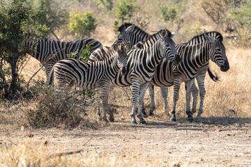 Fototapeta na wymiar Zebrafamilie (Equus quagga)