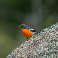 Flame robin stands perched atop a large rock