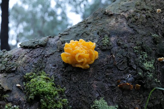 Witches butter fungi growing on a moss covered log in a forest setting