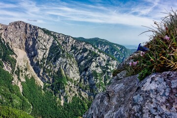 Bushes on a rocky ledge with mountains in the background