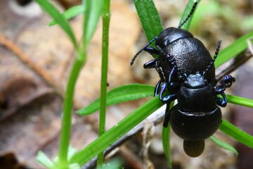 Close-up shot of a Meloe violaceus on a green leafy plant