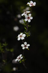 Closeup of white Baeckeas in a lush green with a dark background