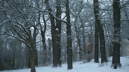 A panoramic shot of a forest covered in snow
