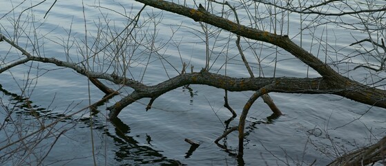 Tree that has fallen into a body of water, with a panoramic view