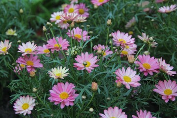 Obraz premium Vibrant patch of brightly colored pink flowers in the green field