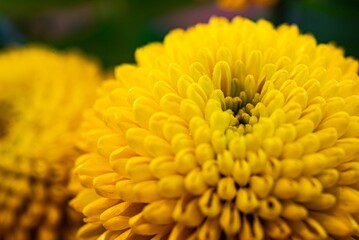 Fototapeta premium A macro shot of details on a blooming yellow dalhia flowers