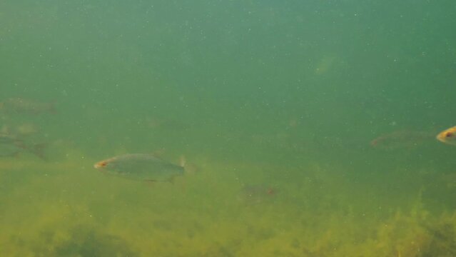 School of common roach fish swimming underwater