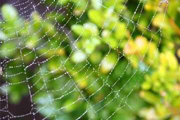 Morning dew clings to a spider web of shimmering silver against an array of green colors