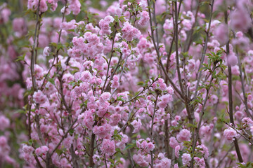 flowering cherry cultivar with pink flowers on branch