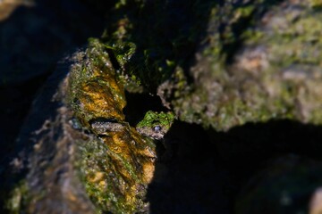 Closeup of a green toad between mossy rocks