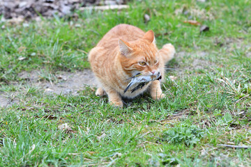 A domestic red cat caught a bird in the garden - 773148824