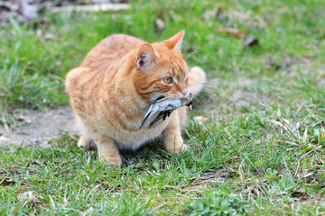 Naklejka na ściany i meble Domestic cats have an instinct by nature to hunt small garden birds