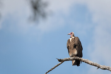 Weißrückengeier (Gyps africanus) sitzt auf Ast