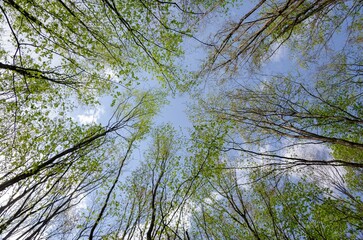 Low-angle shot of tall lush green trees in the forest under the blue sky